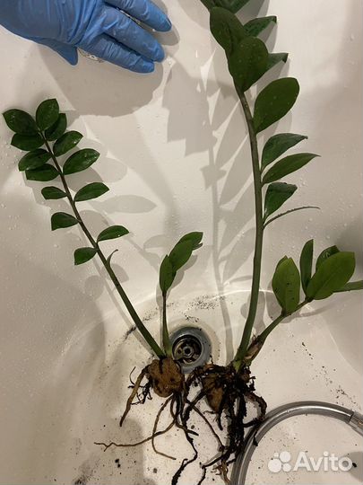 Замиокулькас