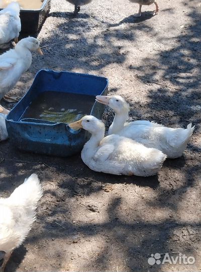 Утка Стар 53