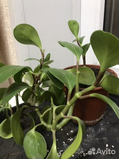 Филодендрон