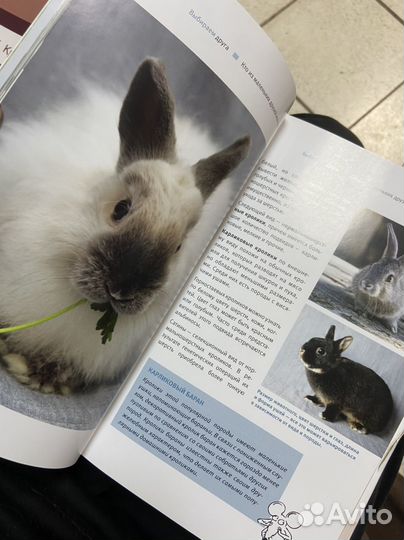 Книга Кролики, хомяки, шиншиллы