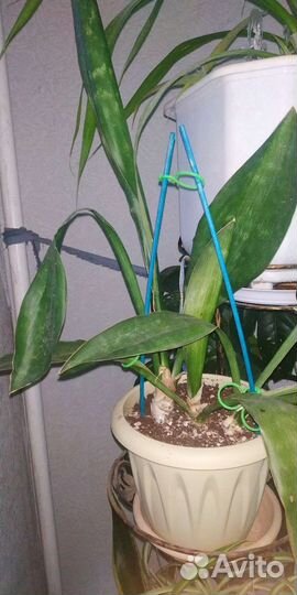 Хлорофитум санса фикус