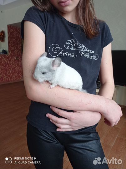 Шиншилла белый вильсон