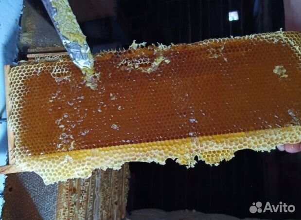 Мёд 24 года из Алтая оптом