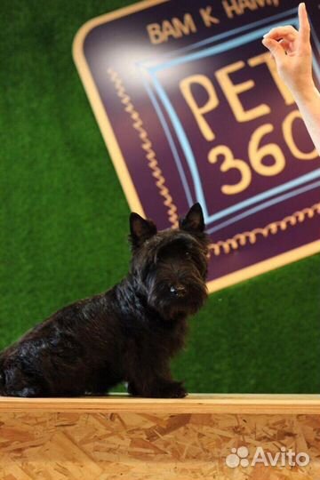 Продажа сети SPA зооотелей