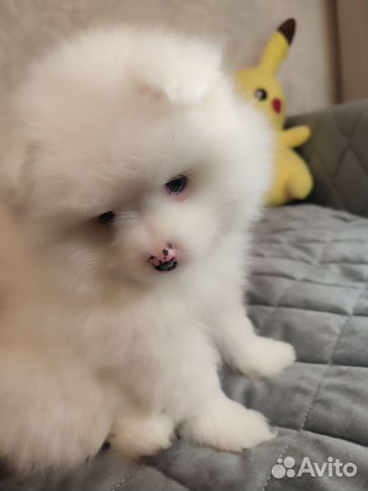 Щенки шпица