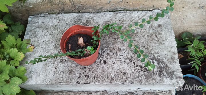 Саженцы кизильника