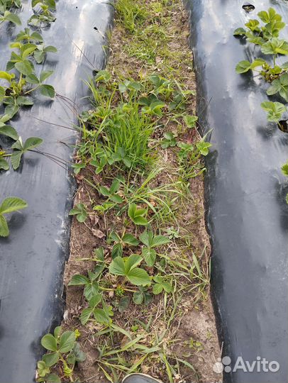 Рассада клубники альба, клери, мурано