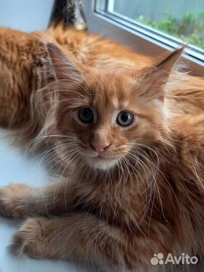 Котята мейн-кун