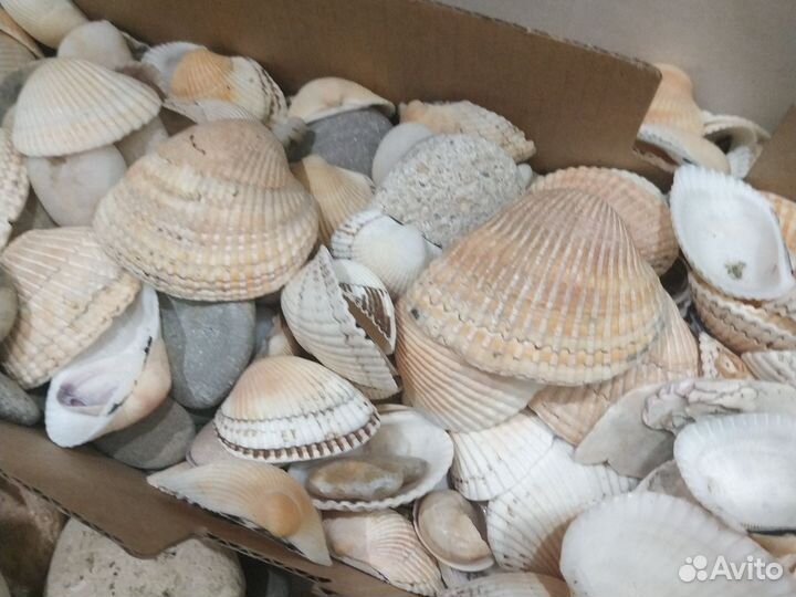 Ракушка, камни для аквариума