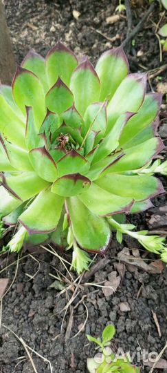 Цветы и растения