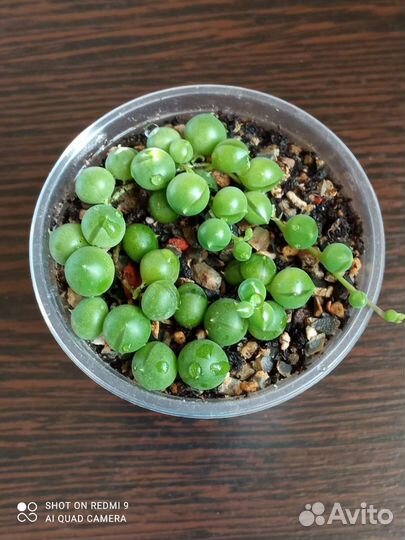 Крестовник Роули