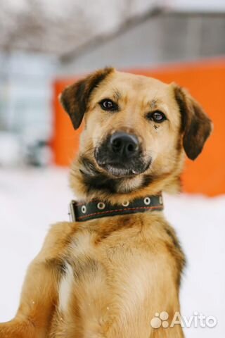 Очень красивая молодая собака Рейчел