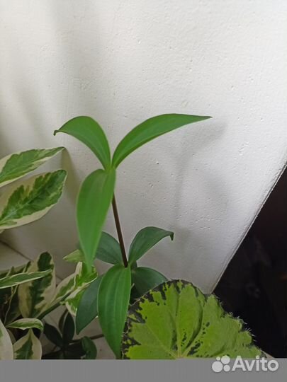 Продам цветы комнатные