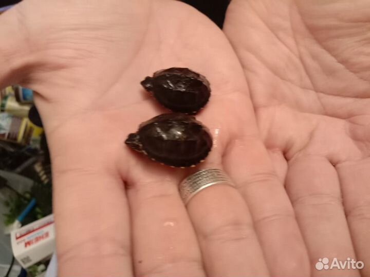 Мускусная черепаха