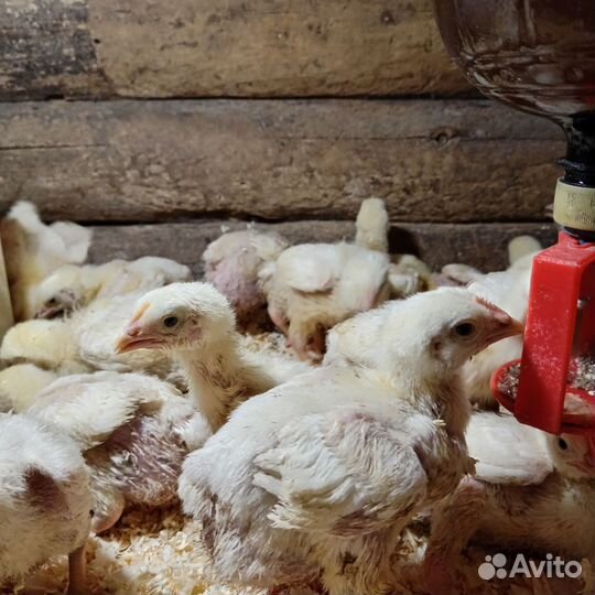 Индюшата,бройлеры