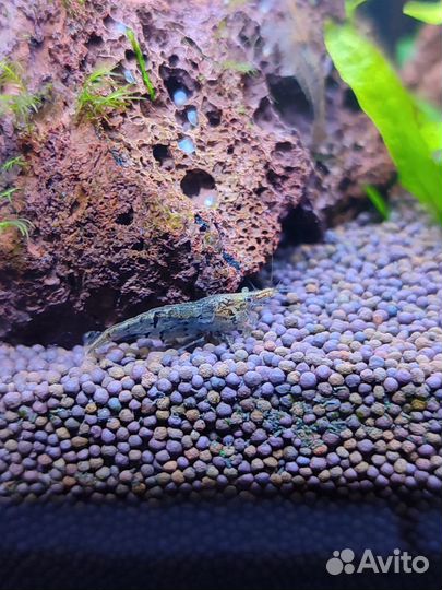 Аквариум креветочник