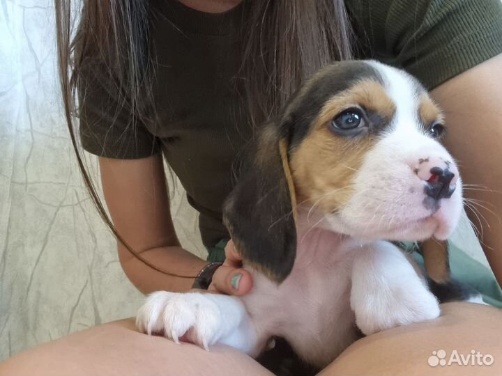 Бигль щенки