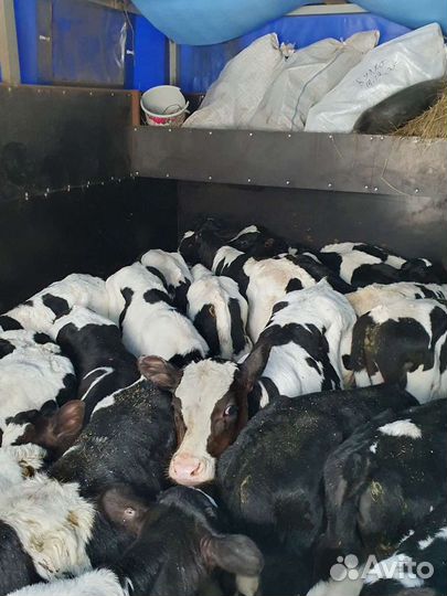 Бычки телята