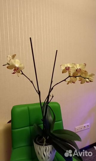 Детка орхидеи фаленопсис попугай
