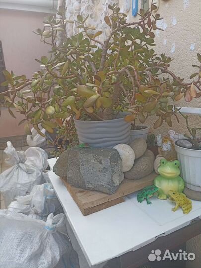 Толстянка денежное деревоКаланхоэто