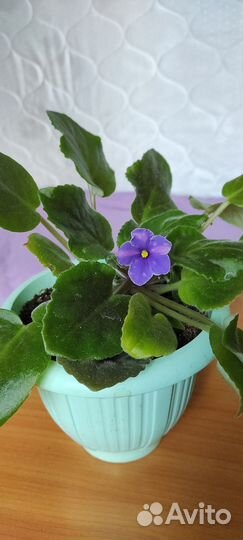 Сортовые фиалки