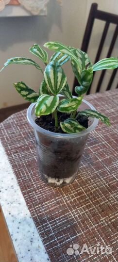 Комнатные растения