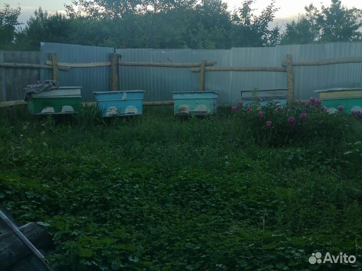 Пчелы и улья