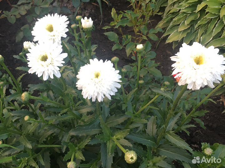 Ромашка сортовая