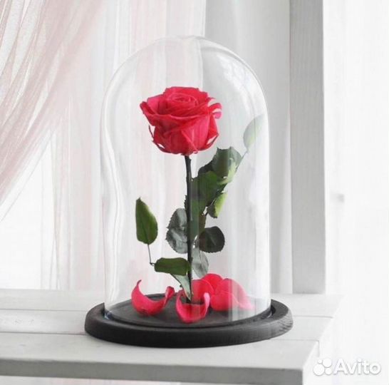 Роза в колбе. Живая