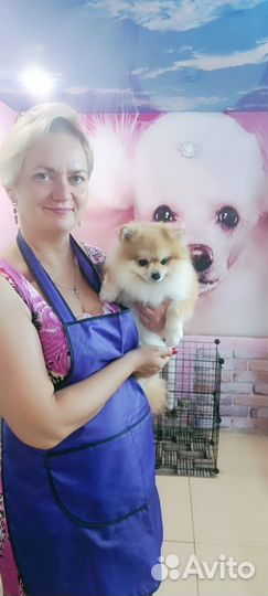 Грумерские услуги