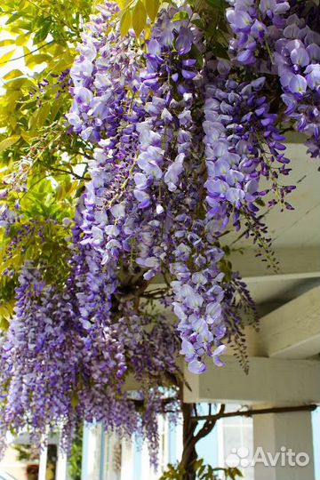 Глициния (вистерия)