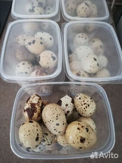 Яйцо перепелинное