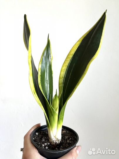 Сансевиерия блек голд зелено желтая