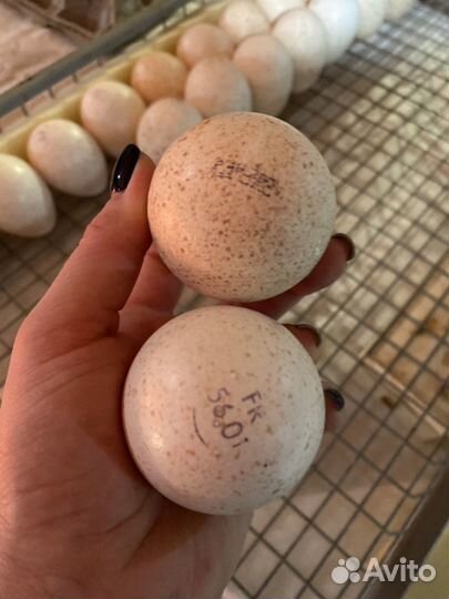 Инкубационное яйцо