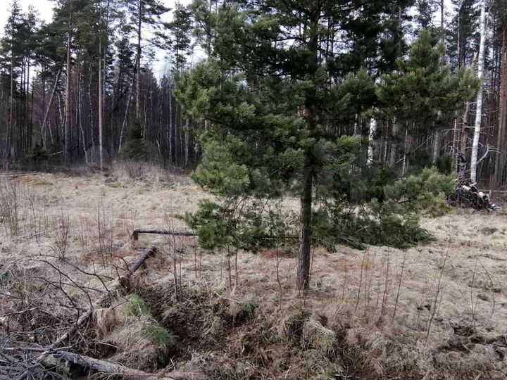 Участок 15 сот. (ИЖС)