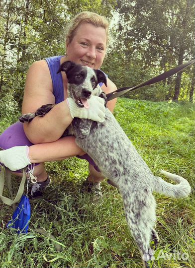 Малыш Спотти ищет дом