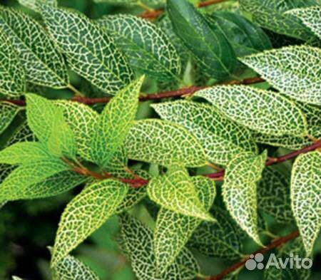 Многолетнее растение для сада форзиция Кумсон