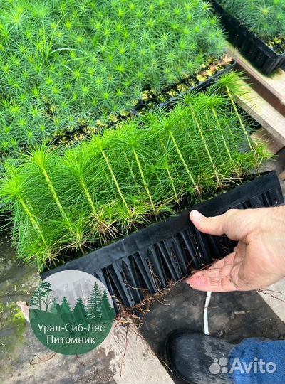 Зкс Сосна сеянцы Ели Лиственницы окс Голуб Горная