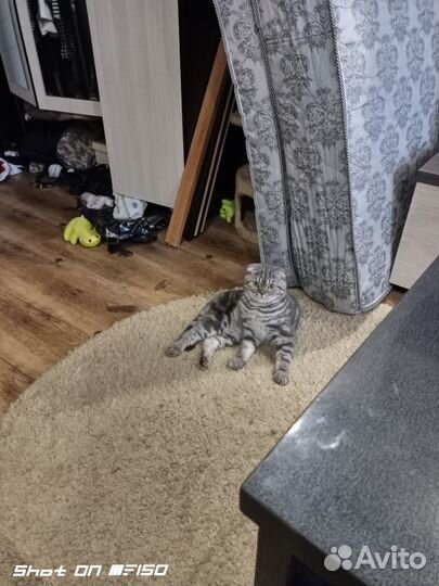 Шотландский вислоухий кот