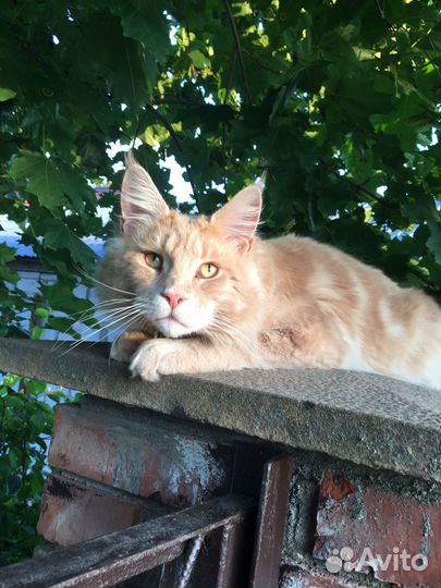 Мейн-кун вязка