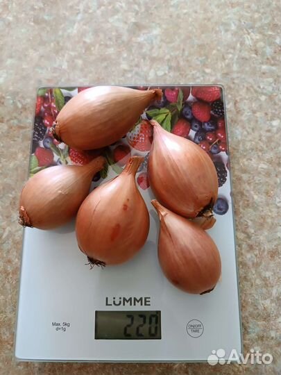 Лук шалот (сорокозубка, семейный)