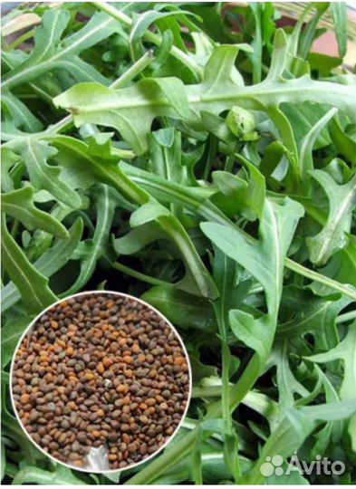 Семена рукколы