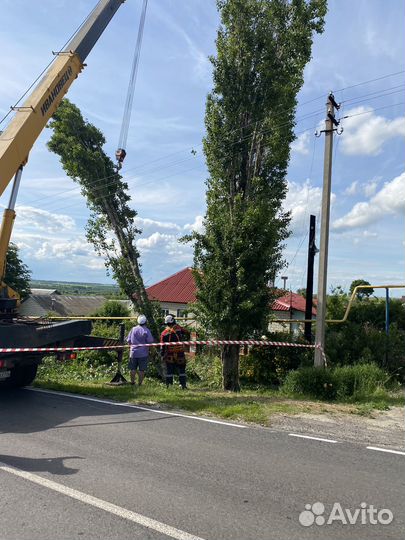 Спил и удаление деревьев