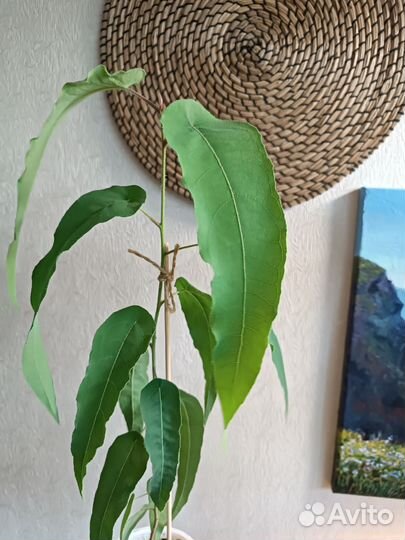 Эвкалипт лимонный