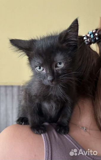 Черный маленький котёнок мальчик