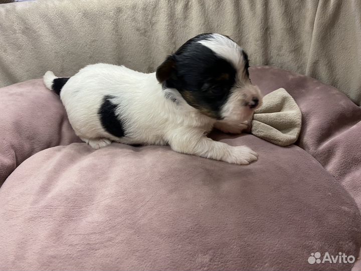 Девчушки йорка