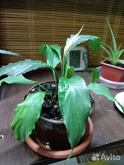 Спатифиллум