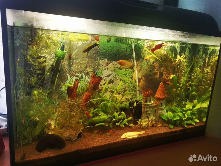Аквариум