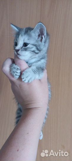 Отдам в добрые руки