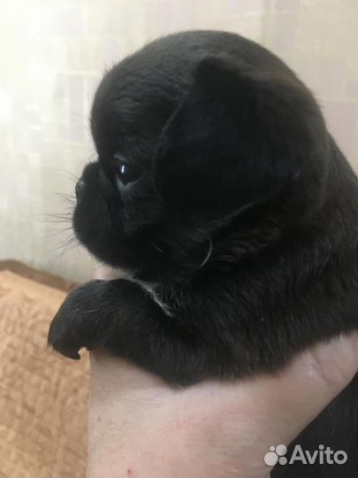 Щенки пти брабансона